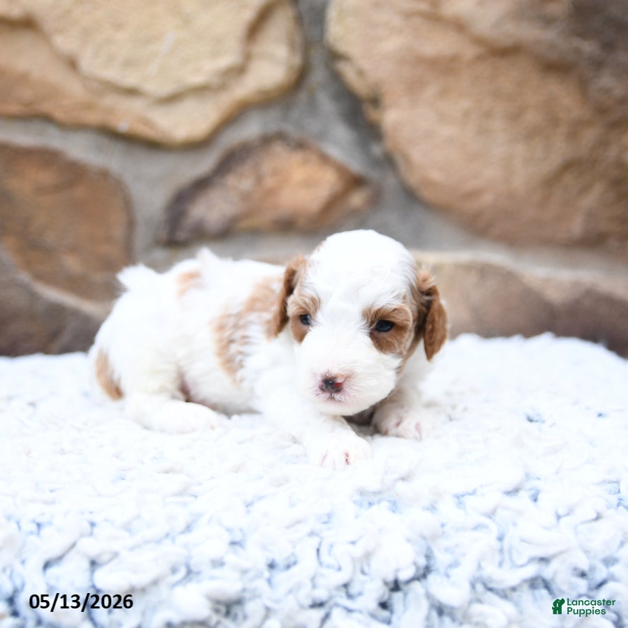 Cavapoo dogs Finn - Ad 2