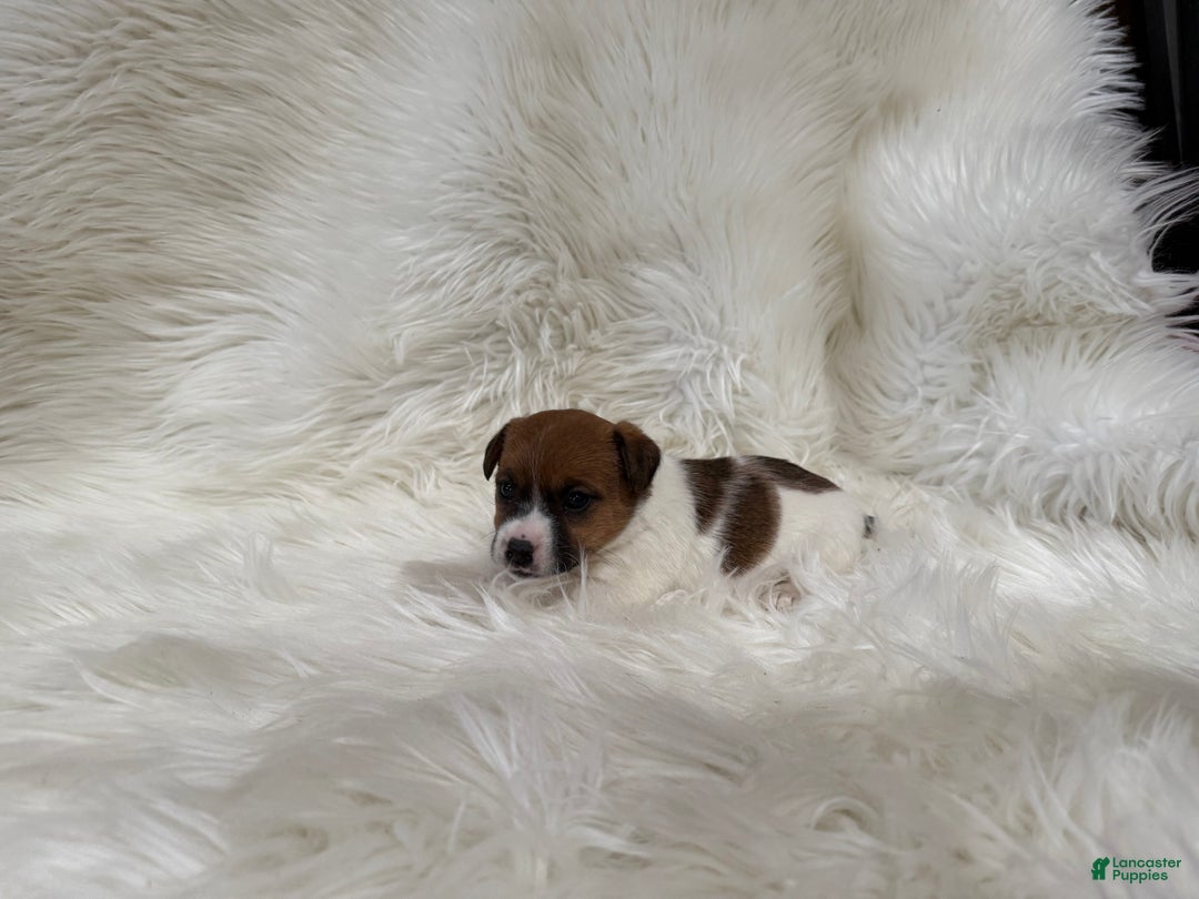 Jack Russell Terrier dogs for sale: Mia Puppy 3 - Ad 2
