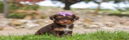 Yorkiepoo dogs for sale: Bon Bon - Ad 8