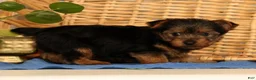 Yorkshire Terrier dogs for sale: Vicki - Ad 5