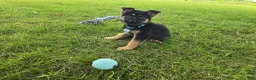 German Shepherd dogs for sale: Boy 1  - Ad 3