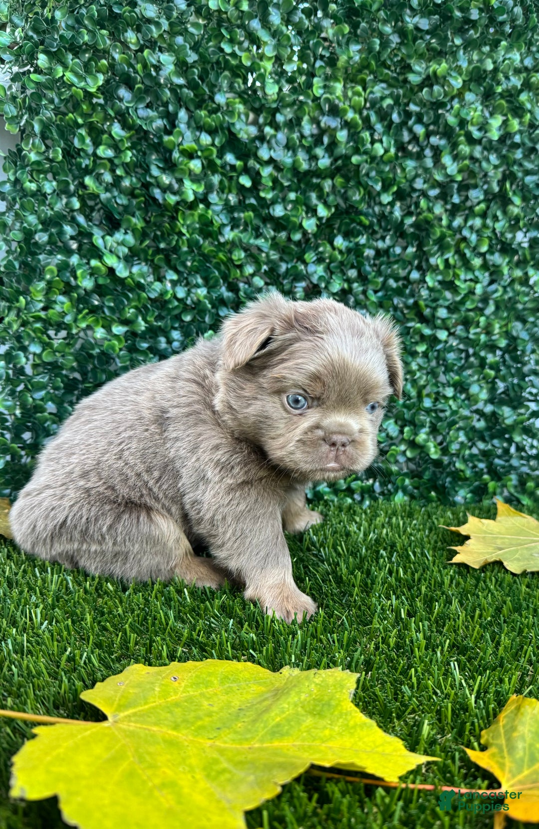 French Bulldog dogs for sale: Sky - Ad 1