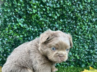 French Bulldog dogs Sky - Ad 12