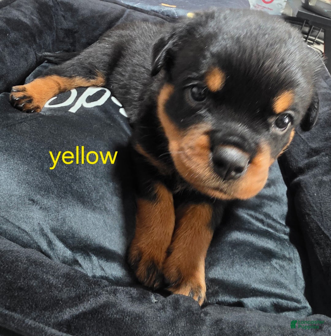 Serbian European Rottweiler Puppies For Sale Rottweilers Puppies