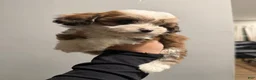 Shih Tzu dogs for sale: Vanilla - Ad 5