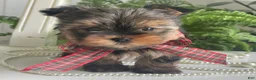 Yorkshire Terrier dogs for sale: Cody - Ad 1