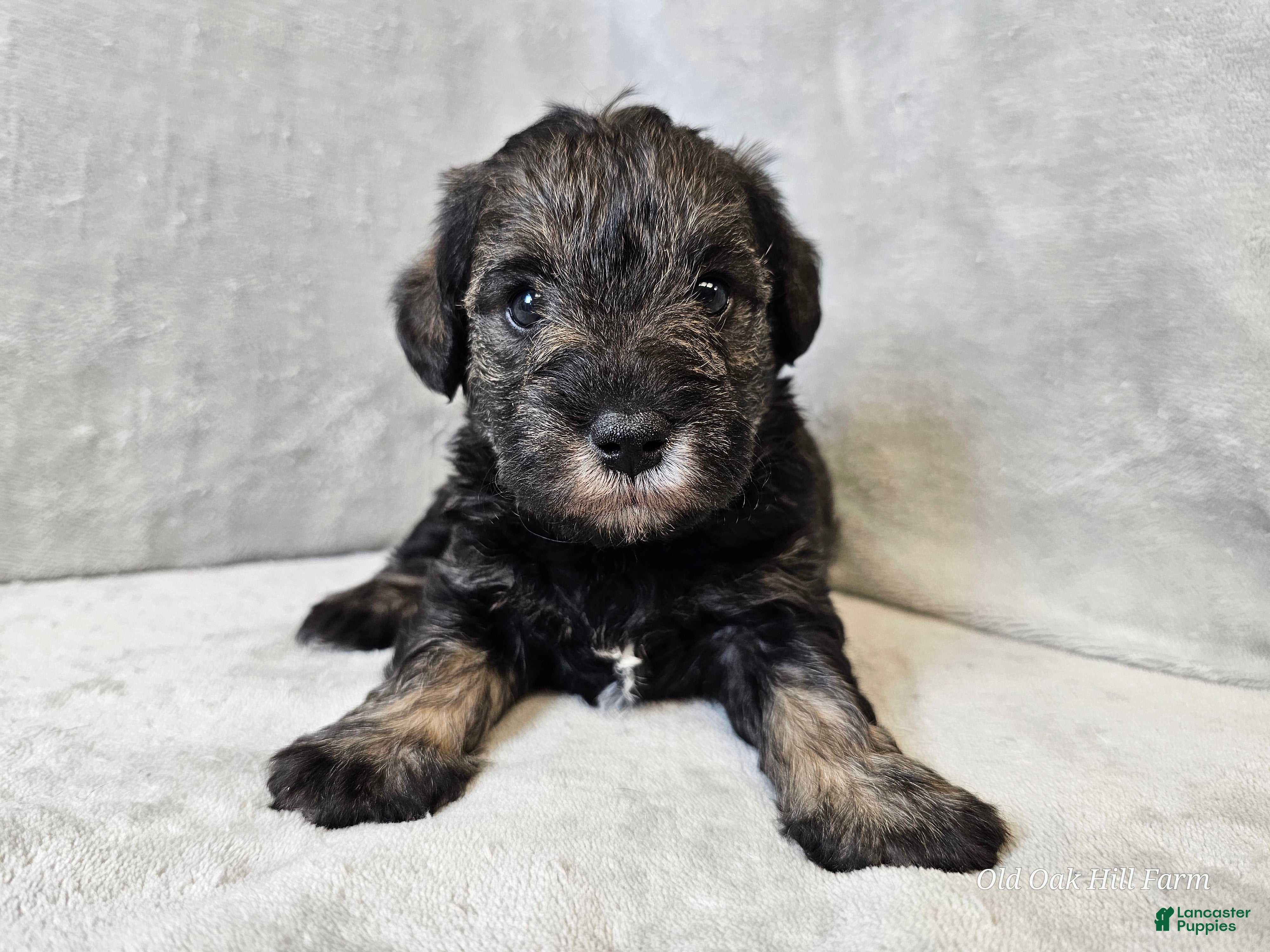 Mixed Breed dogs Kenny - Ad 30