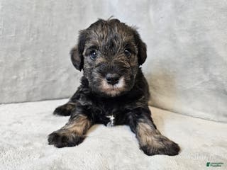 Mixed Breed dogs Kenny - Ad 8
