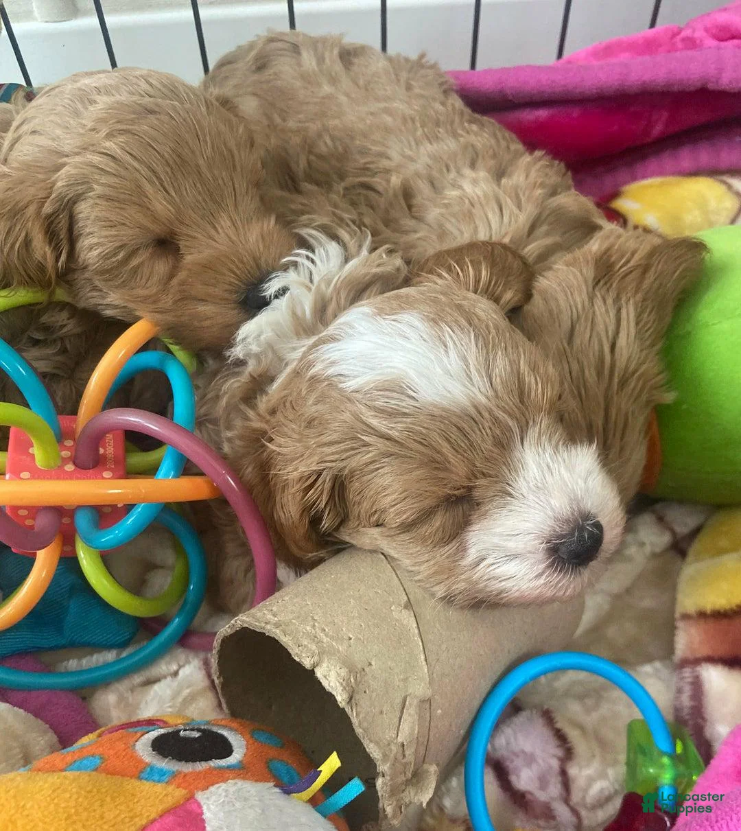 Maltipoo dogs for sale: Mike - Ad 6