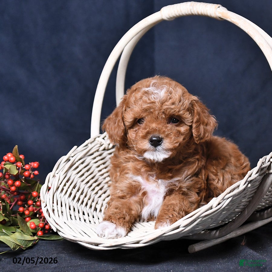 Toy Poodle dogs Rainbow - Ad 2