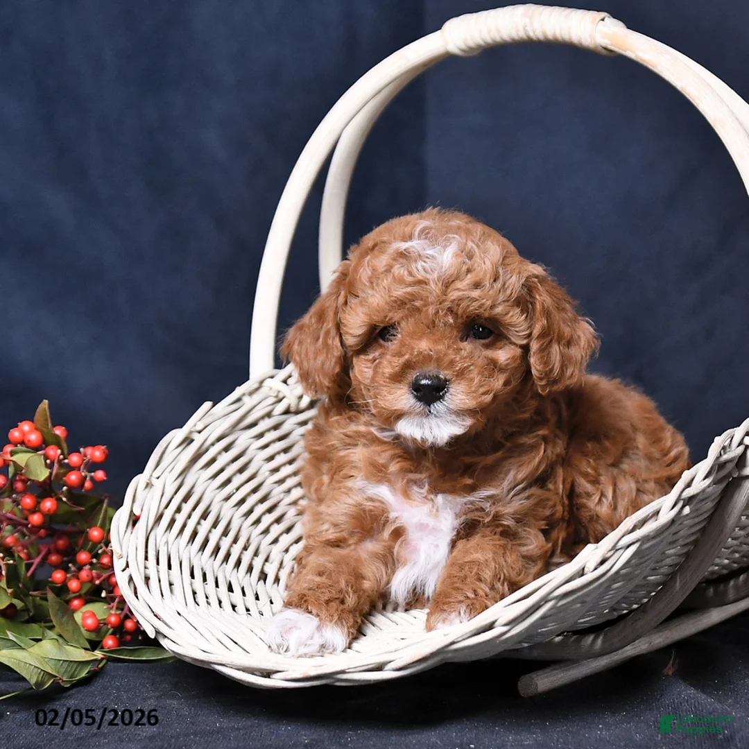Toy Poodle dogs for sale: Rainbow - Ad 2