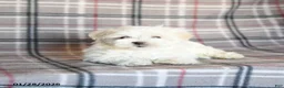 Maltese dogs for sale: Reva - Ad 1