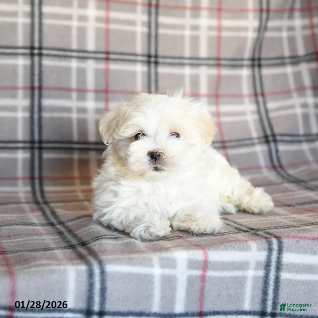 Maltese dogs for sale: Reva - Ad 1