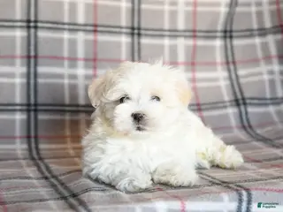 Maltese dogs Reva - Ad 14