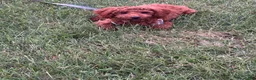 Toy Poodle dogs for sale: Nila - Ad 7