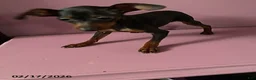 Miniature Pinscher dogs for sale: Pin  - Ad 3