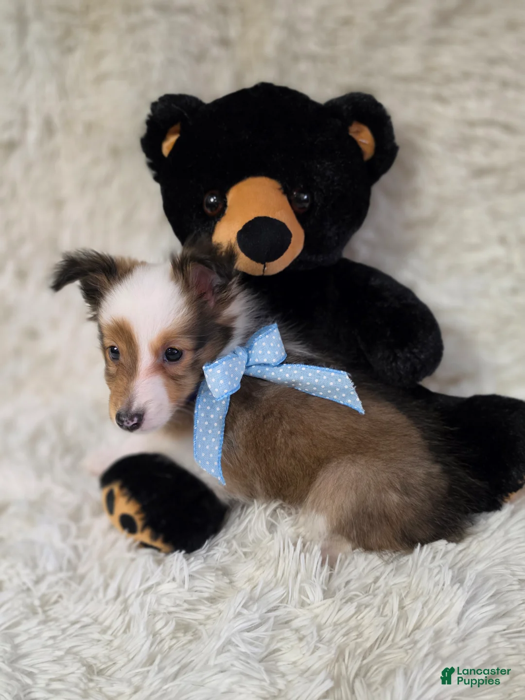 Shetland Sheepdog dogs for sale: Magnus - Ad 2