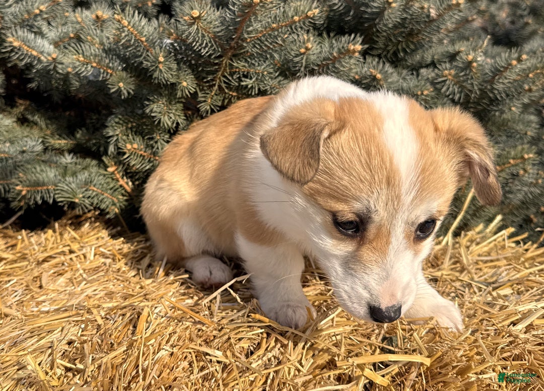 Welsh Corgi Pembroke dogs for sale: Bonnie Sue - Ad 6