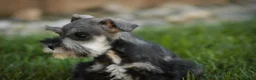 Miniature Schnauzer dogs for sale: Georgia Miniature Schnauzer - Ad 5