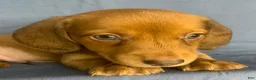 Miniature Dachshund dogs for sale: Chester - Ad 4
