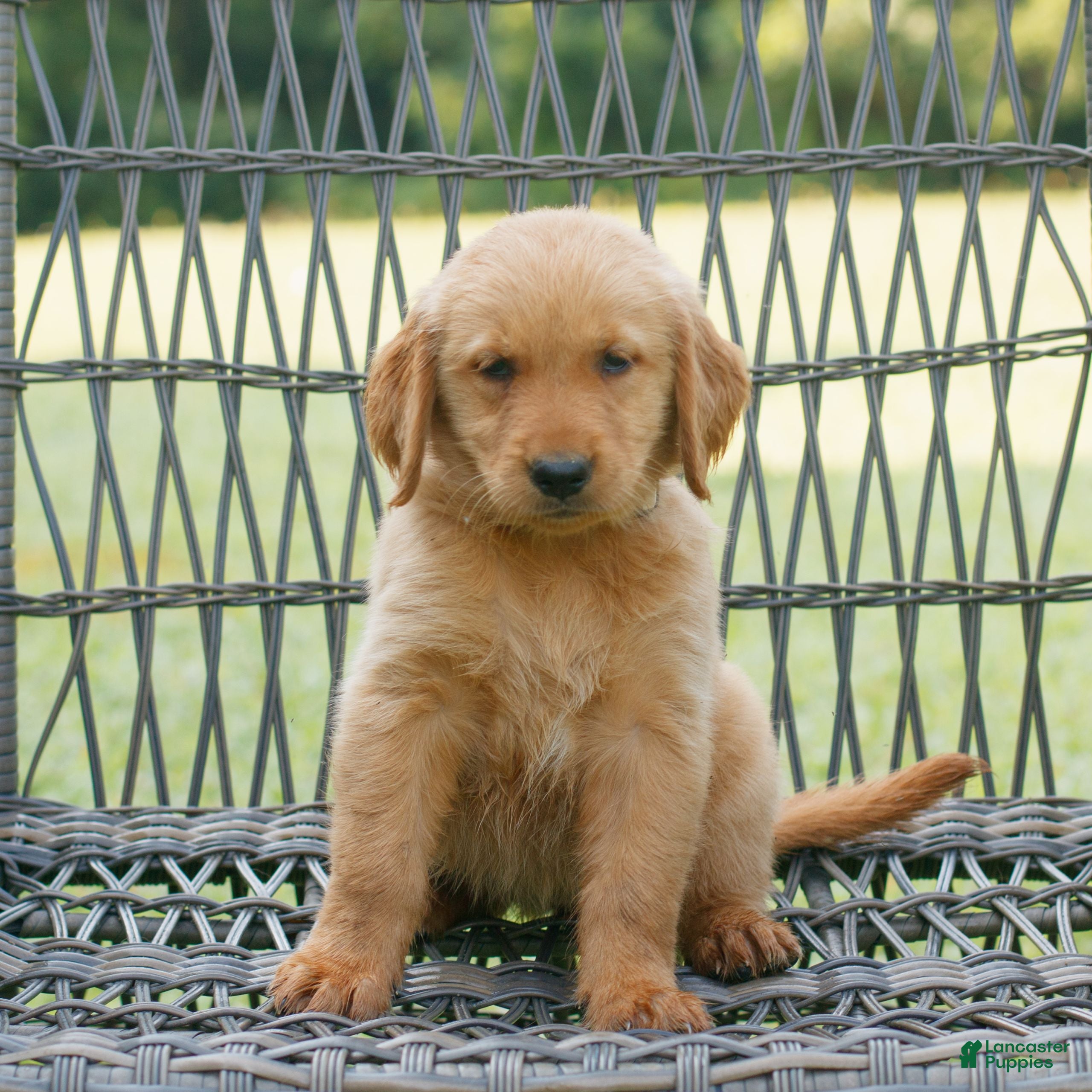Golden Retriever dogs Daisy  - Ad 1