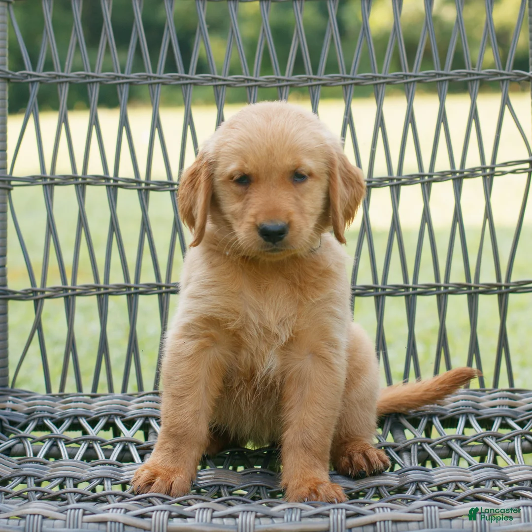 Golden Retriever dogs for sale: Daisy  - Ad 1