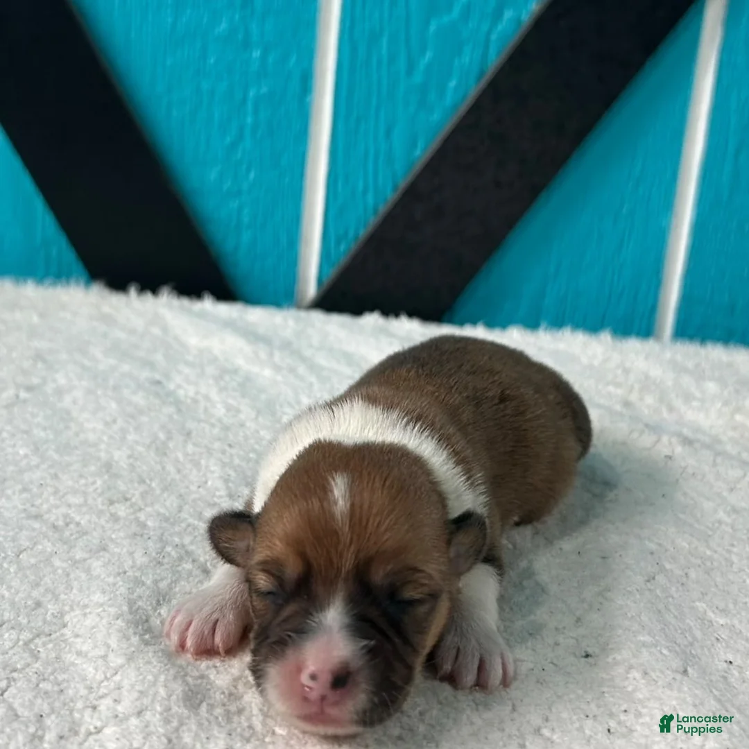 Welsh Corgi Pembroke dogs for sale: Hannah Welsh Corgi Pembroke Puppy  - Ad 1