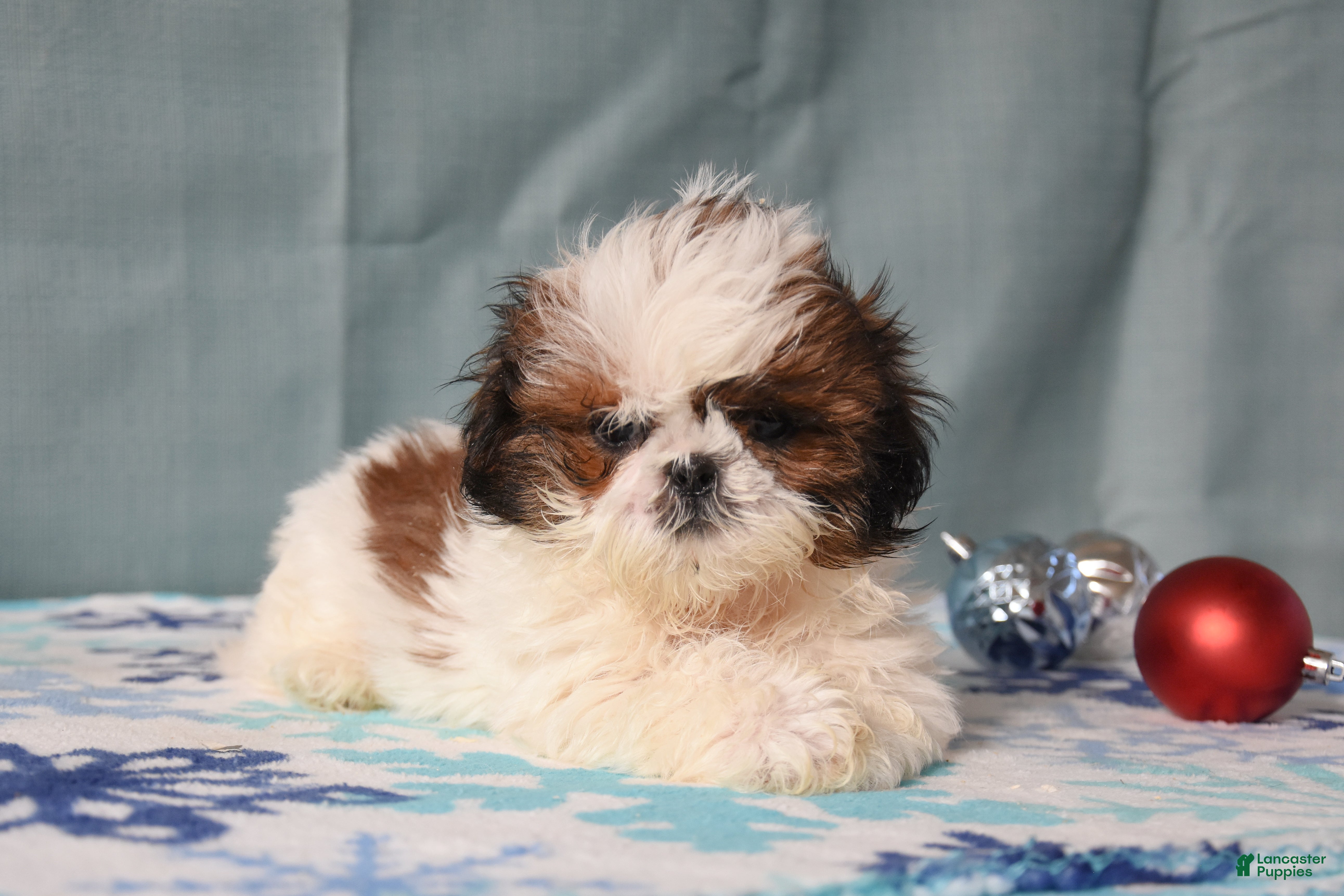 Shih Tzu dogs Gloria - Ad 38
