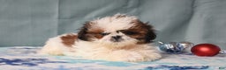 Shih Tzu dogs for sale: Gloria - Ad 1