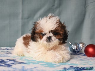 Shih Tzu dogs Gloria - Ad 16