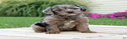 Yorkiepoo dogs for sale: Asher - Ad 6