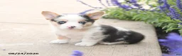 Welsh Corgi Pembroke dogs for sale: Lincoln - Ad 3