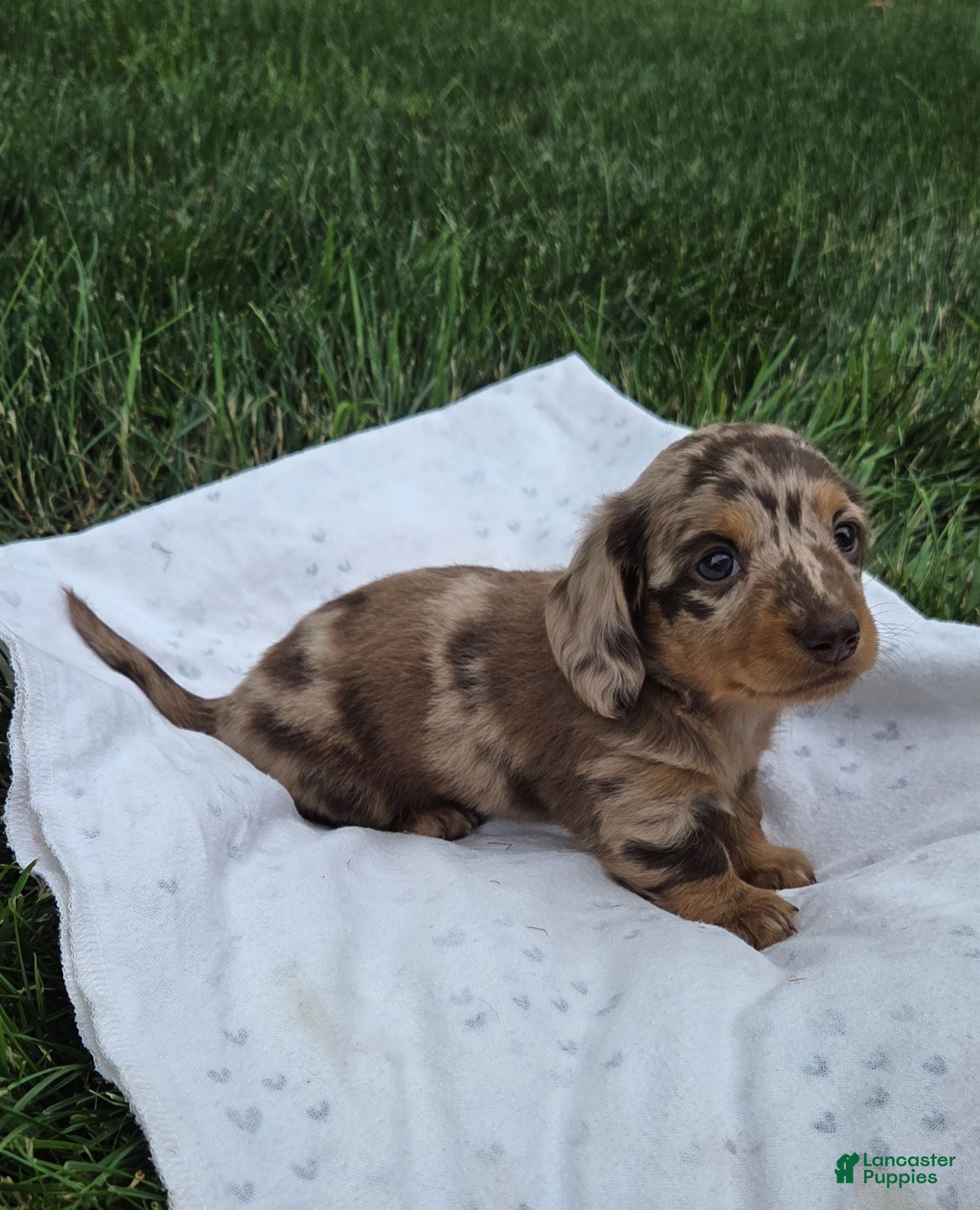 Miniature Dachshund dogs Cedar - Ad 1