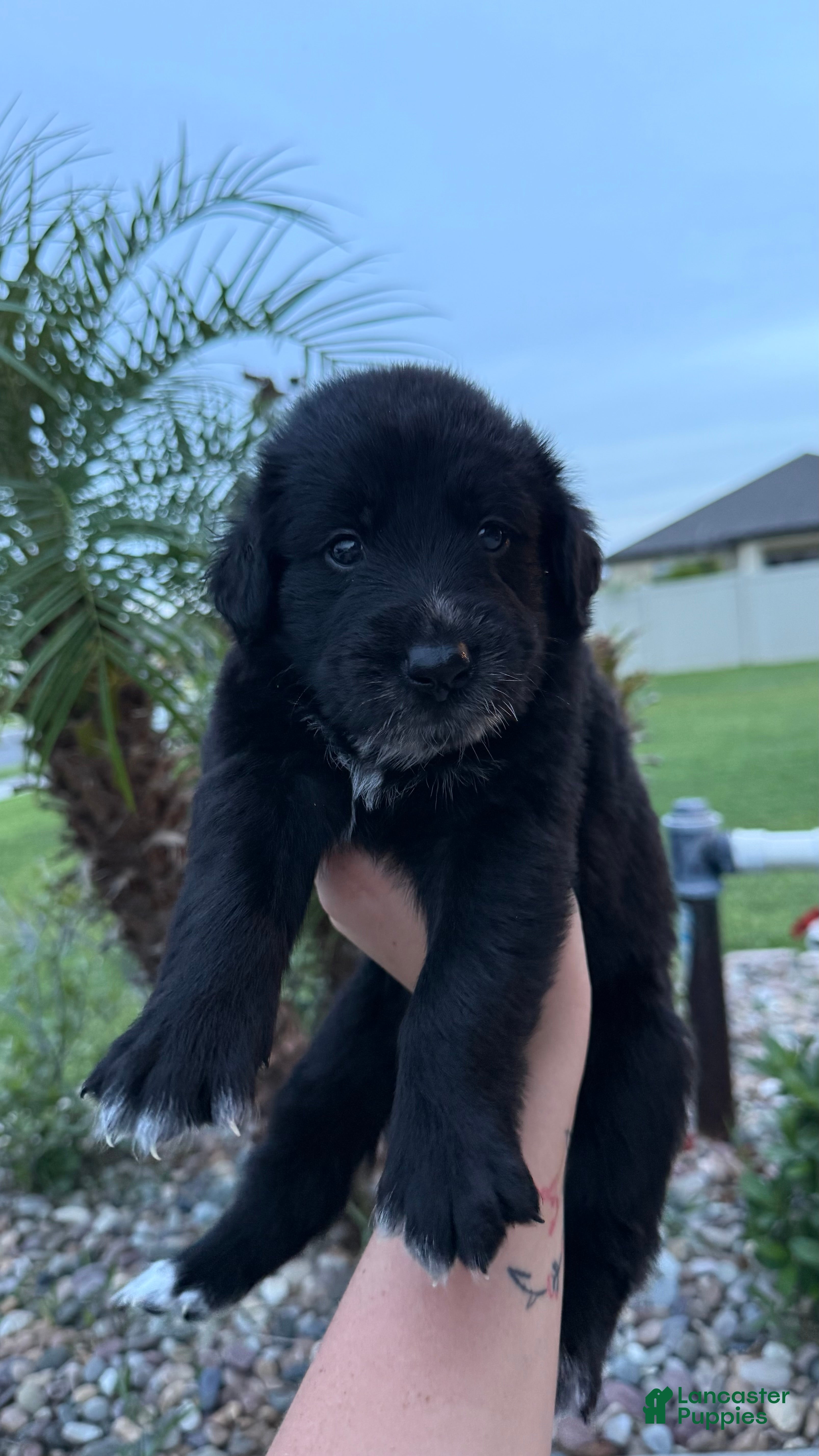 Mixed Breed dogs Abby - Ad 23