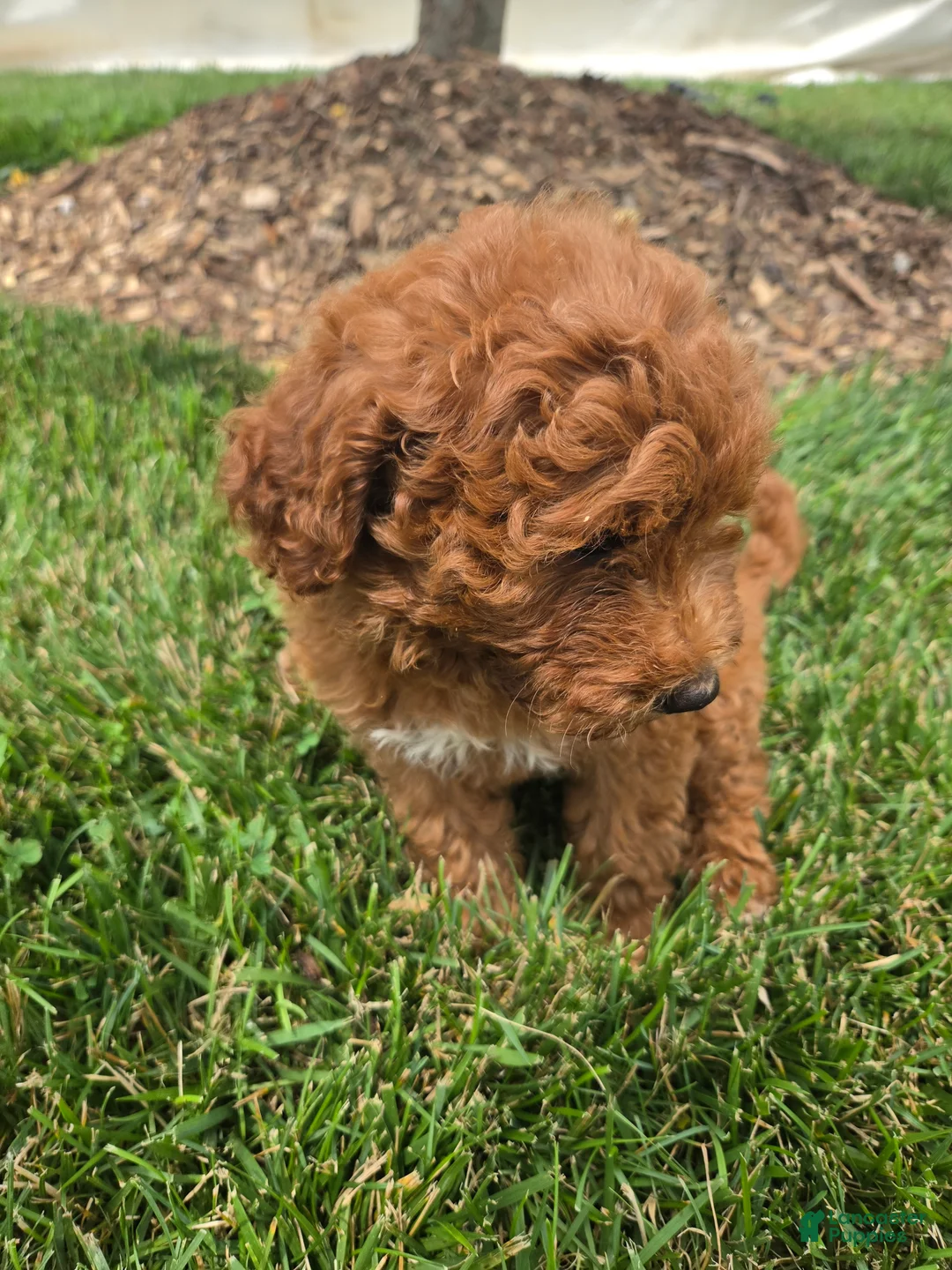 Mini Goldendoodle dogs for sale: Bella - Ad 2