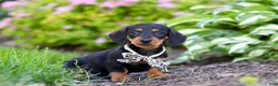 Miniature Dachshund dogs for sale: Anson - Ad 6