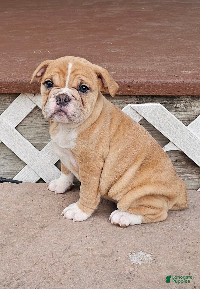 Mixed Breed dogs Mini Bulldog Fawn Girl - Ad 37