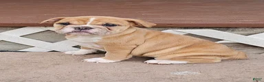 Mini Bulldog Fawn Girl