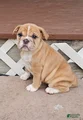 Mini Bulldog Fawn Girl