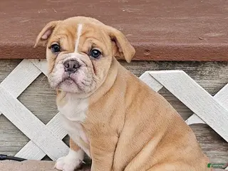 Mixed Breed dogs Mini Bulldog Fawn Girl - Ad 37