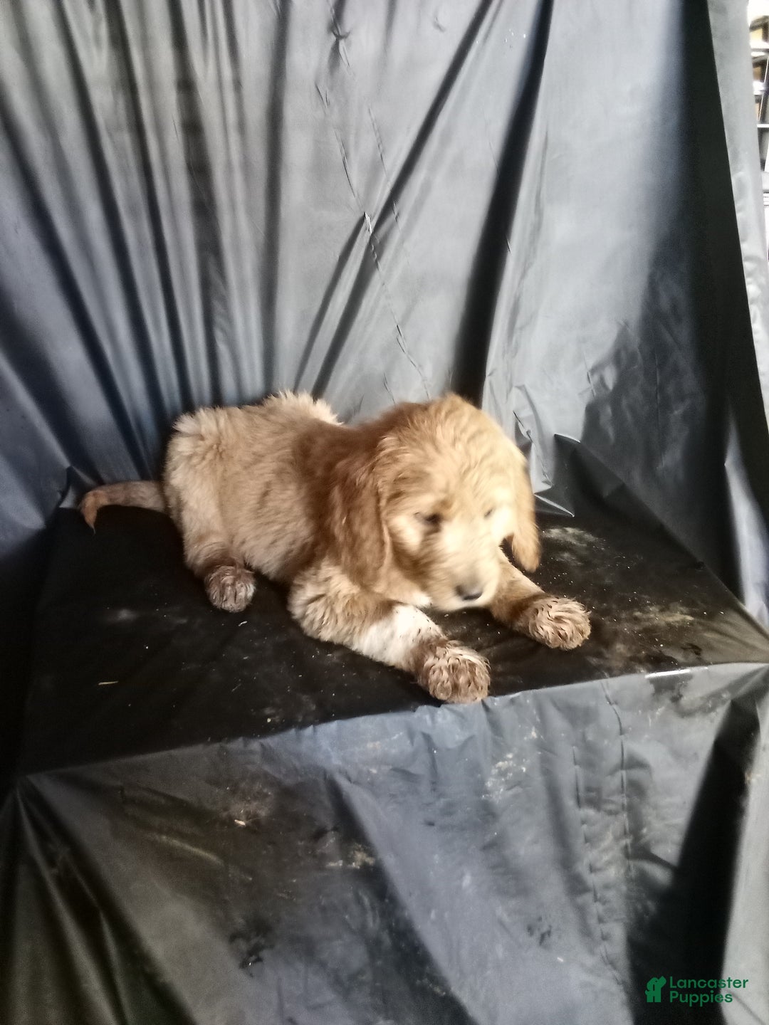 Mixed Breed dogs for sale: Nora - Ad 1