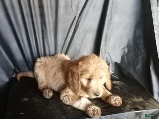 Mixed Breed dogs Nora - Ad 26