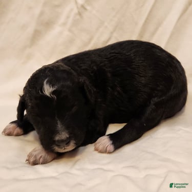 Mini Aussiedoodle dogs for sale: Stella_Female Tuxedo - Ad 6