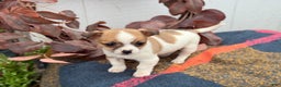 Chihuahua dogs for sale: Buddy - Ad 11