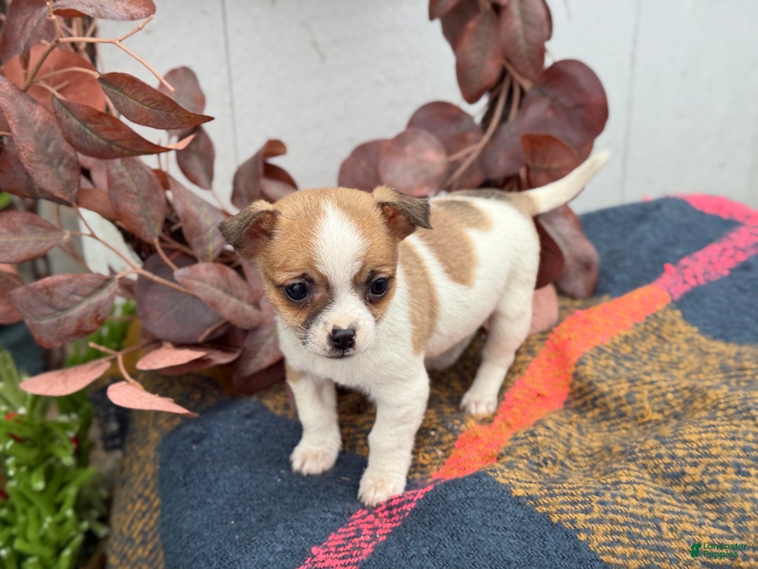Chihuahua dogs for sale: Buddy - Ad 11