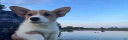 Welsh Corgi Pembroke dogs for sale: Max - Ad 3