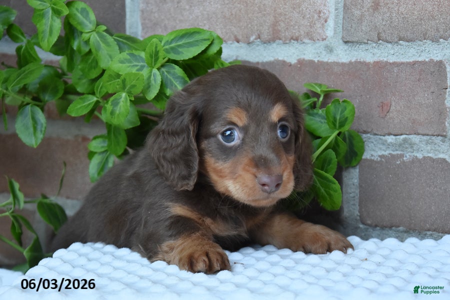 Miniature Dachshund dogs for sale: Smores - Ad 2