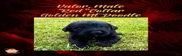 Mixed Breed dogs for sale: ⭐ Valor — Red Collar • Male Golden Mountain Doodle - Ad 4