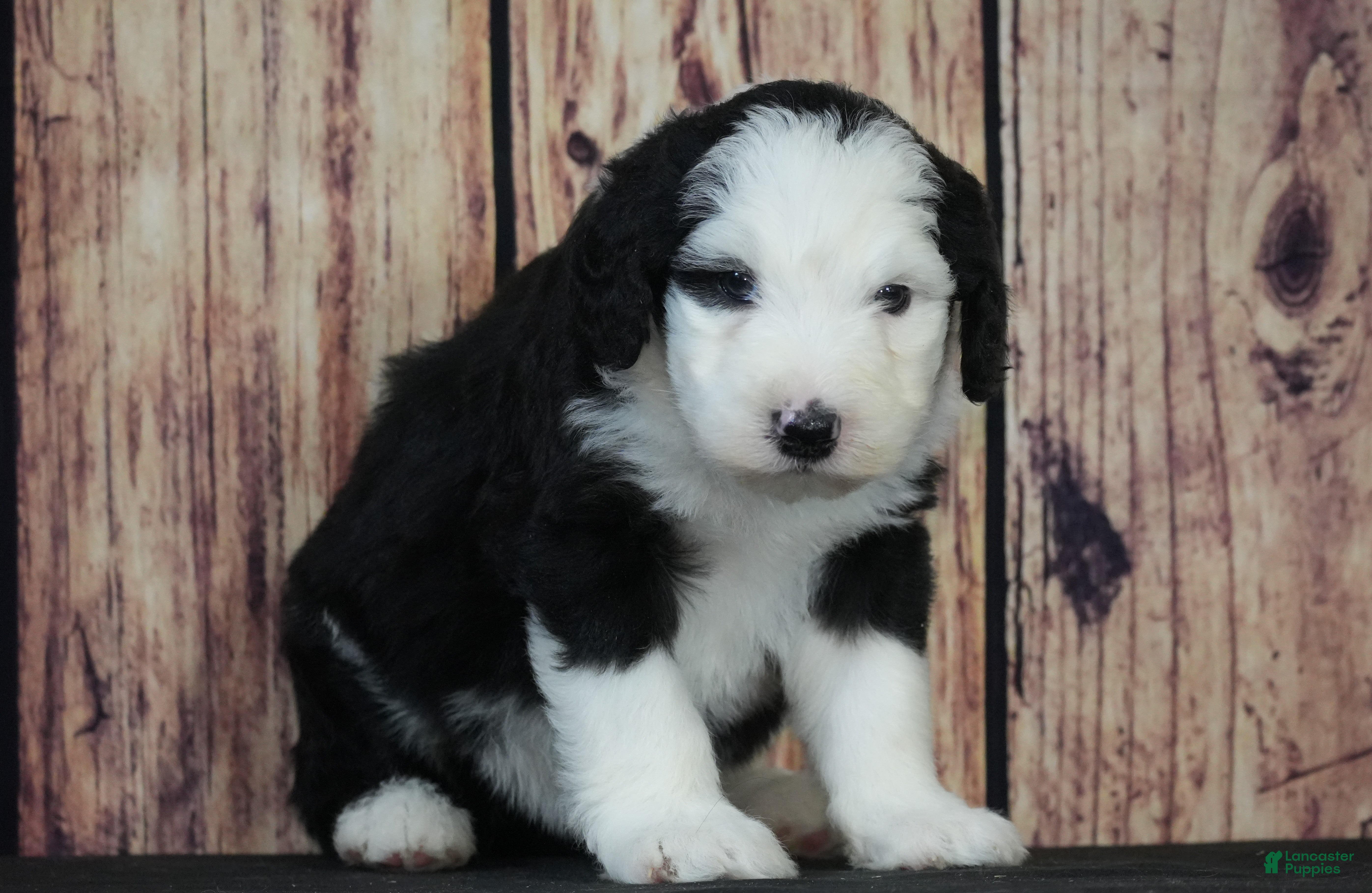 Sheepadoodle dogs Sheepadoodle Puppy 9 - Ad 30