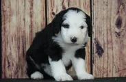 Sheepadoodle Puppy 9
